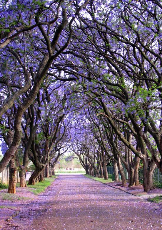 Blauwviolette laan met bomen online puzzel