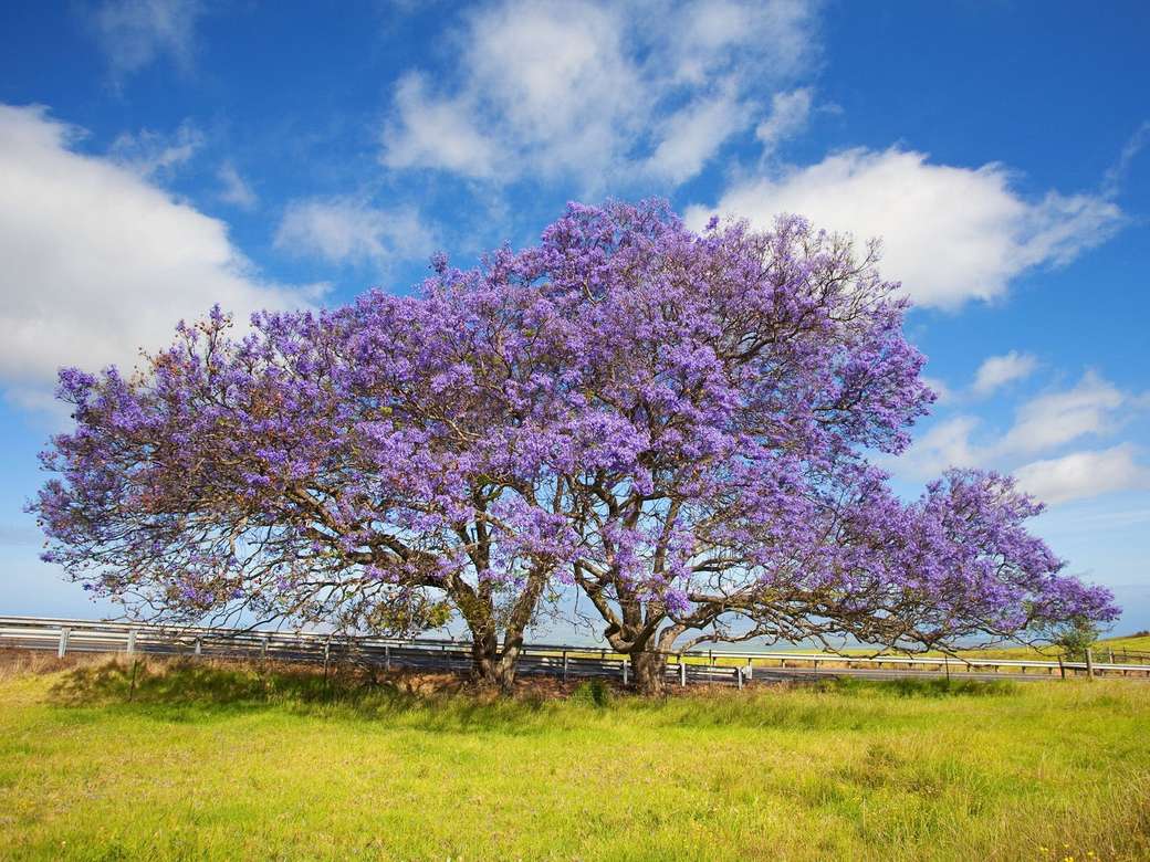Δύο δέντρα jacaranda στη Χαβάη online παζλ