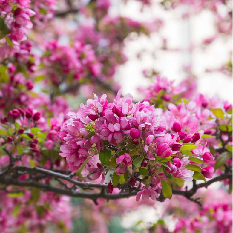 Цветочное дерево яблони пазл онлайн