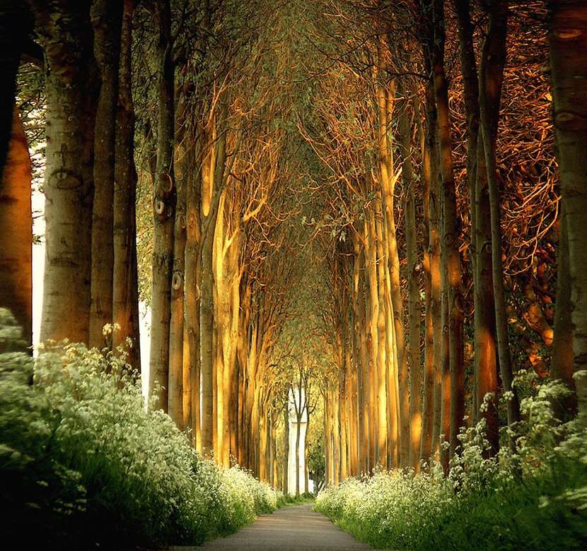 Avenue av träd fulla av ljus Pussel online