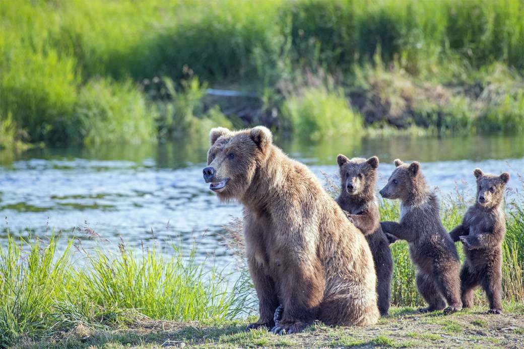 Bärenfamilie unterwegs am Fluss Online-Puzzle