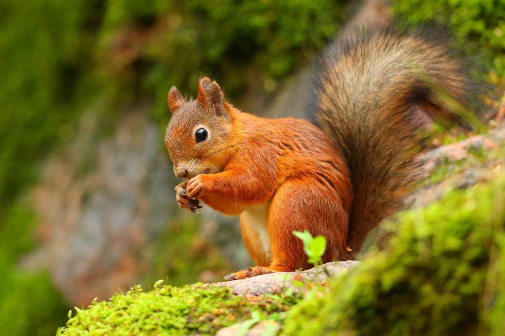 Eichhörnchen am Nüsse knacken Puzzlespiel online