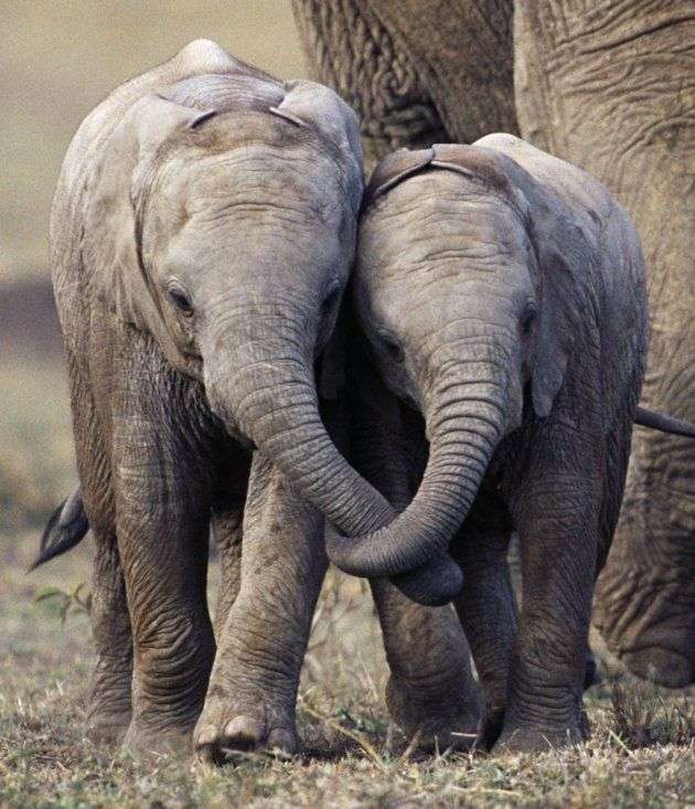 Um amor de elefante puzzle online