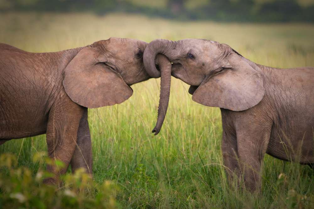 O dragoste de elefant jigsaw puzzle online