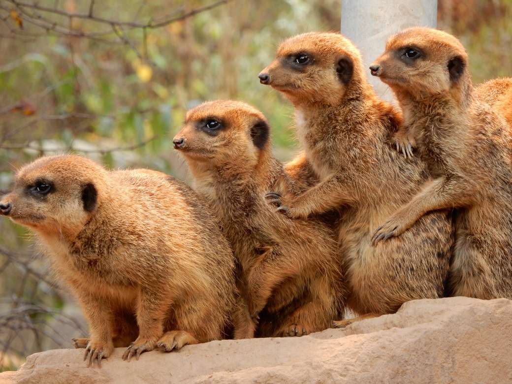 Grupo de suricatas muestra solidaridad rompecabezas en línea