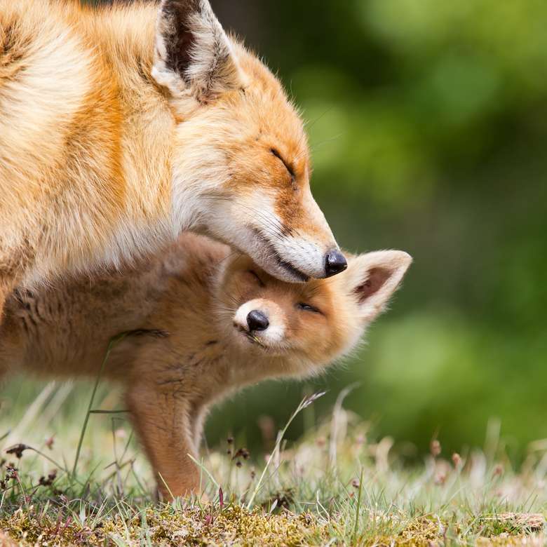 Pais amam raposas quebra-cabeças online