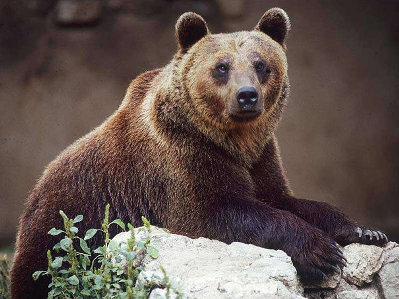 Medvěd v Abruzzu v Itálii skládačky online