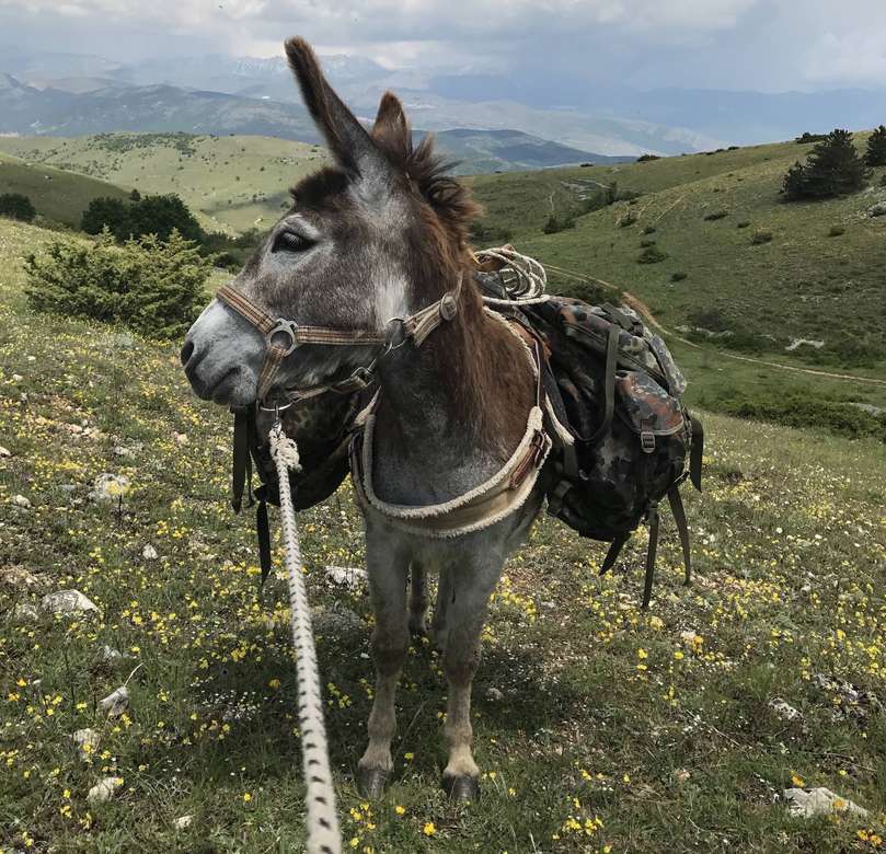 Ο γάιδαρος περπατά στο Abruzzo Ιταλία παζλ online