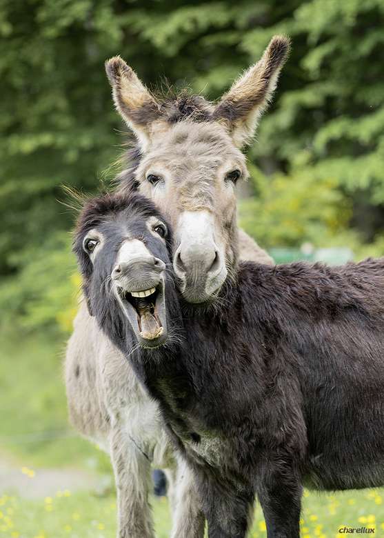 A curious pair of donkeys online puzzle