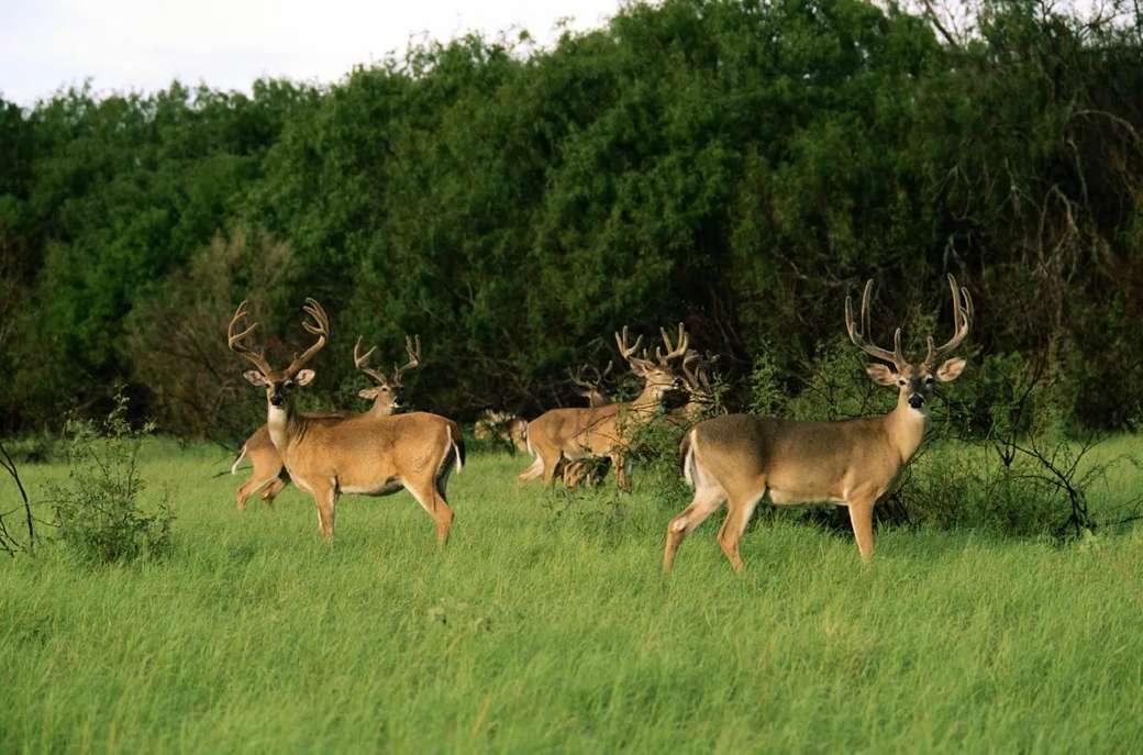 Deer in the National Park of Abruzzo Italy online puzzle