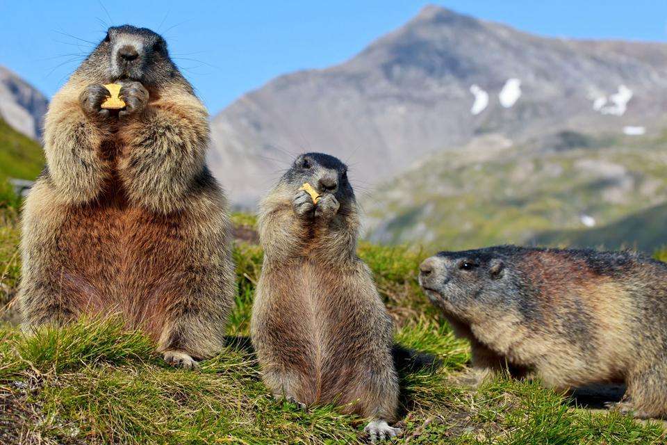 Marmotas em Abruzzo, Itália quebra-cabeças online