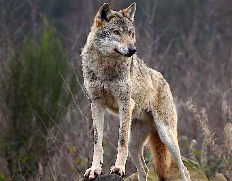 イタリア、アブルッツォ州のオオカミ ジグソーパズルオンライン