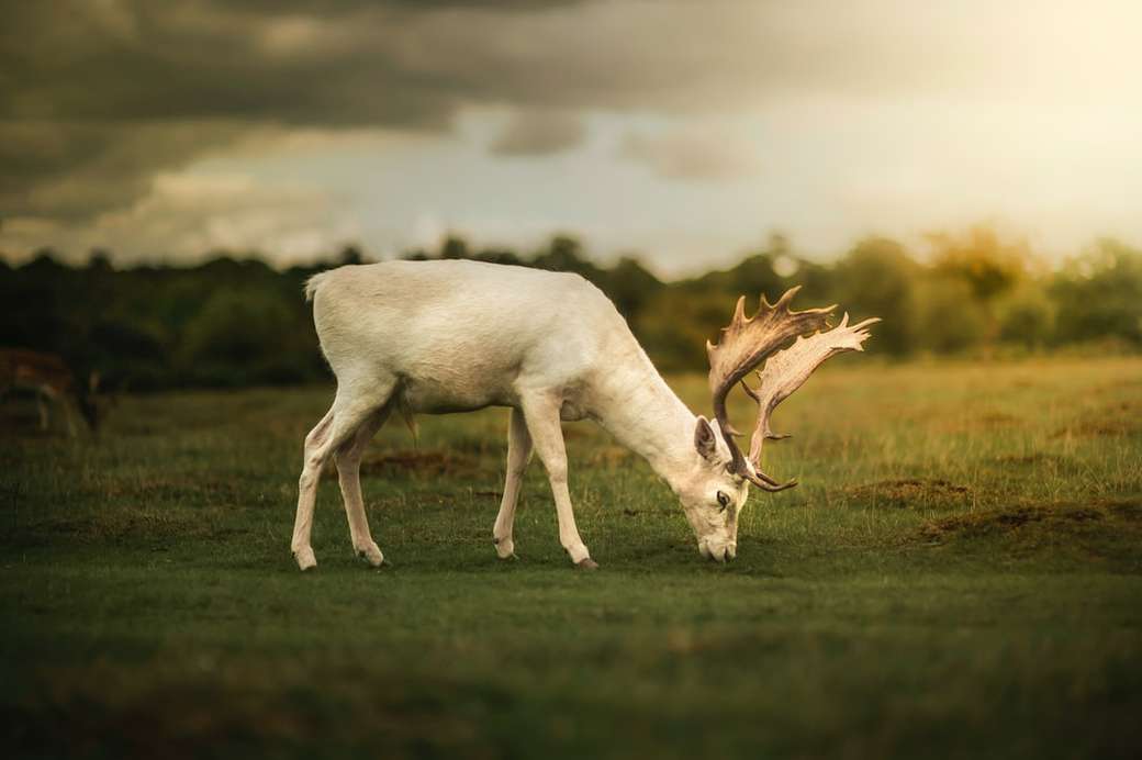 White Deer jigsaw puzzle online
