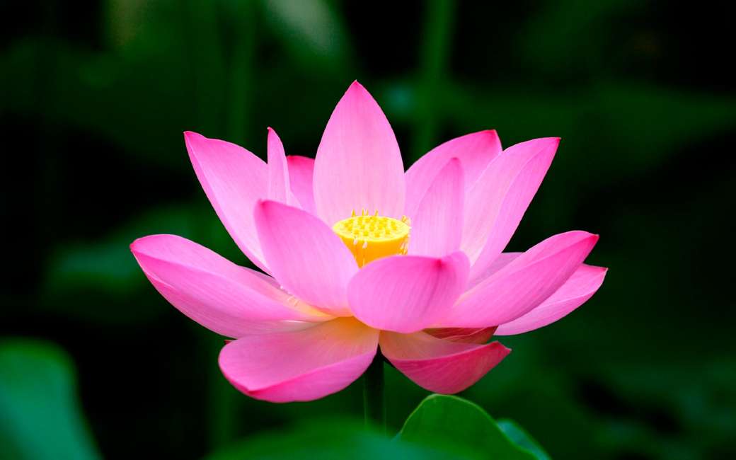 lotosový květ skládačky online