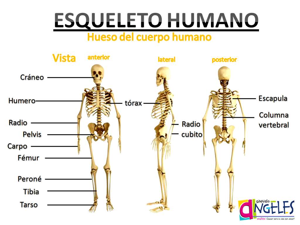 O esqueleto humano puzzle online