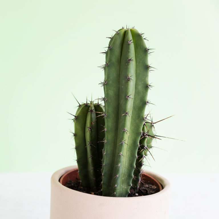 planta cactus rompecabezas en línea