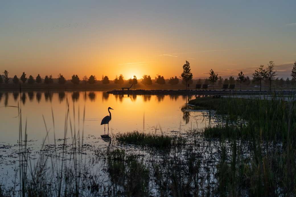 silhouet van kraanvogel staande op waterlichaam tijdens zonsondergang online puzzel
