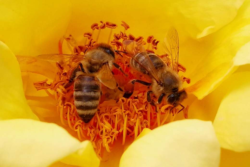Δύο απασχολημένες μέλισσες online παζλ