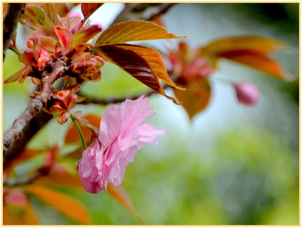 Цветок сакуры пазл онлайн