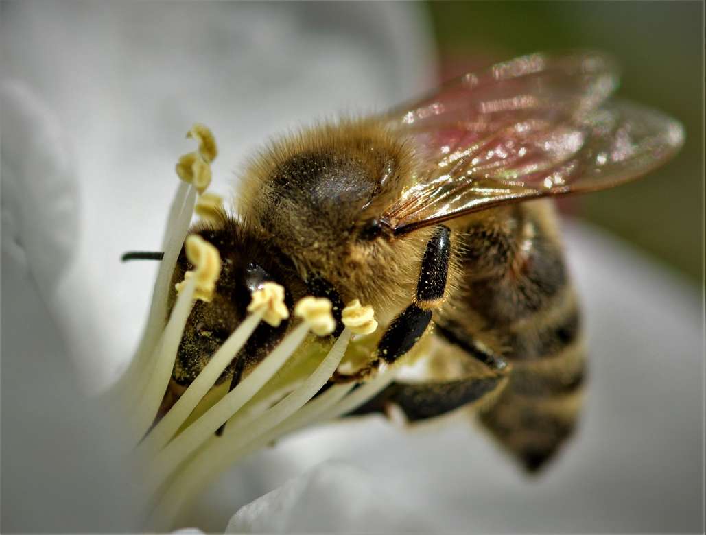 Бджола на квітці онлайн пазл