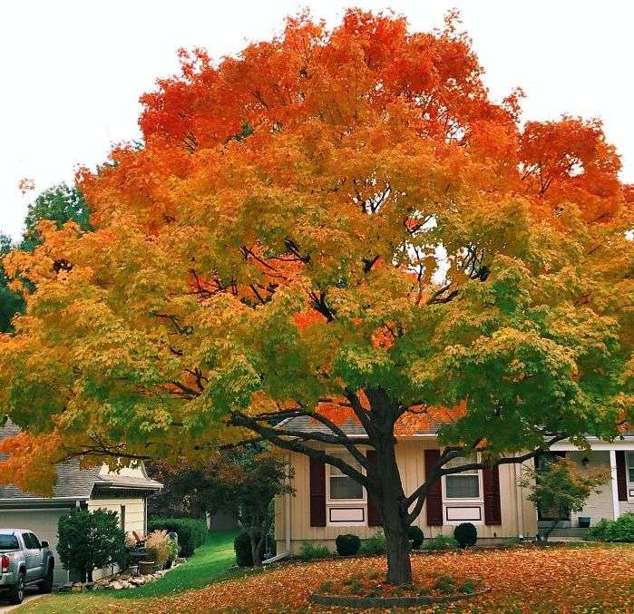 Un albero pieno di colori puzzle online