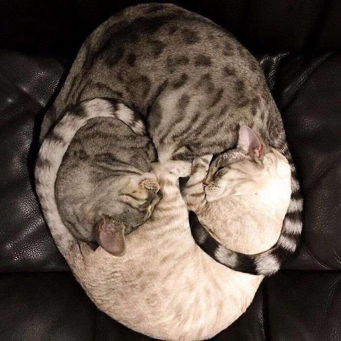 2匹の猫 ジグソーパズルオンライン