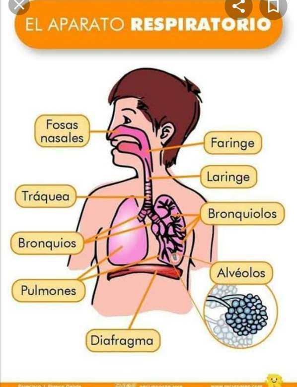 Het ademhalingssysteem kennen legpuzzel online