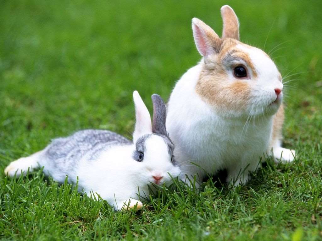 Mit dem Kaninchen spielen Online-Puzzle