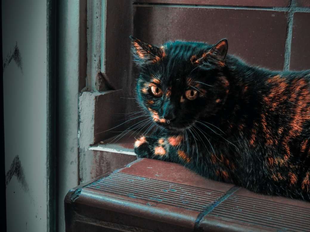 fekete macska kirakós online