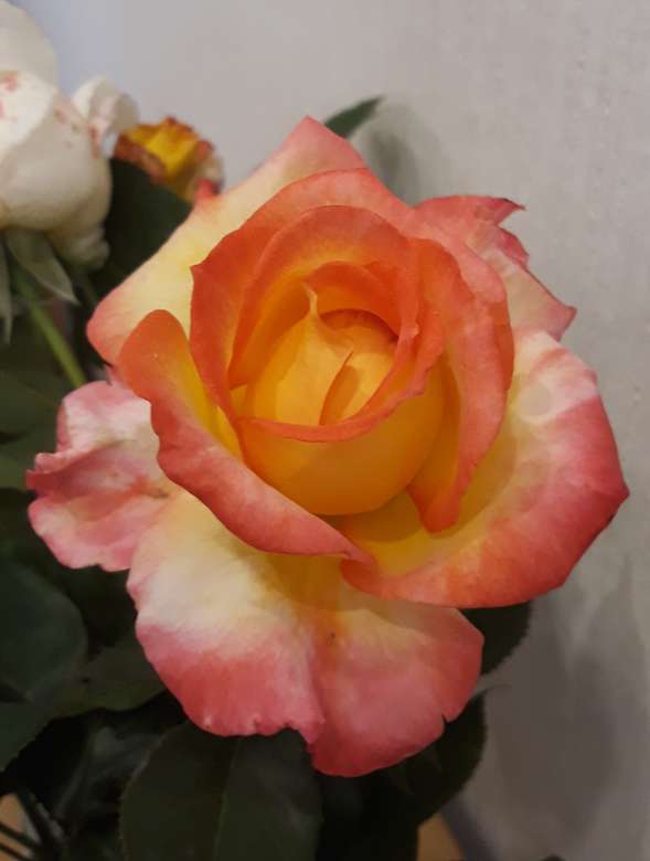 Ένα τριαντάφυλλο από τον κήπο μου παζλ online