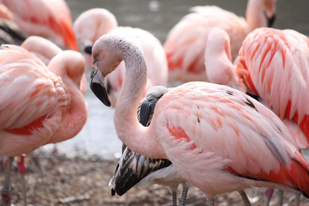 Chilei flamingó online puzzle