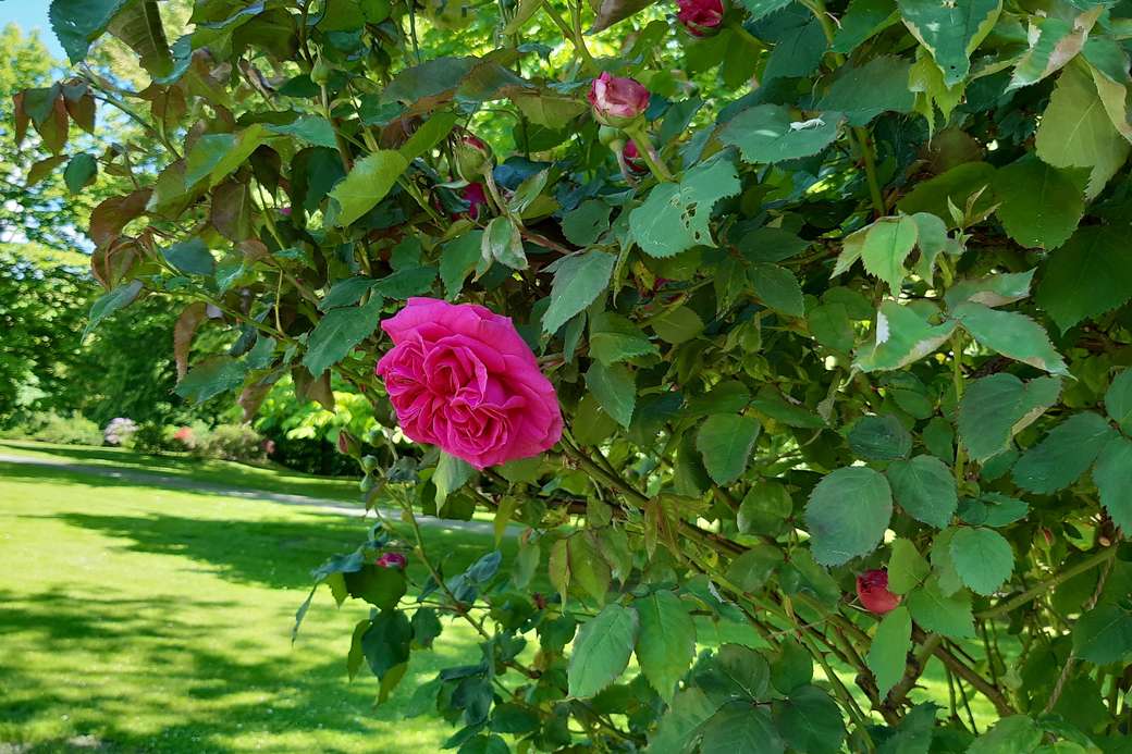 arbusto con flor rosa rompecabezas en línea