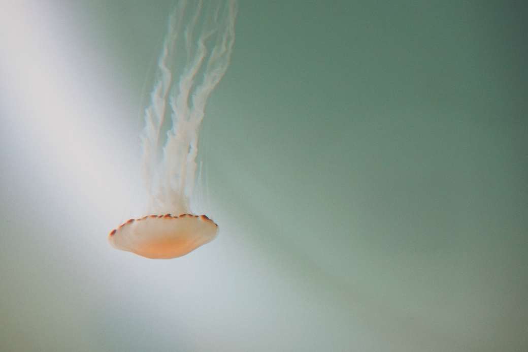 білого медузу пазл онлайн