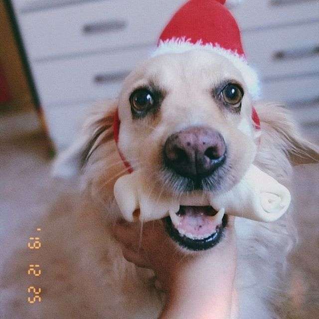 Кучешка весела Коледа онлайн пъзел