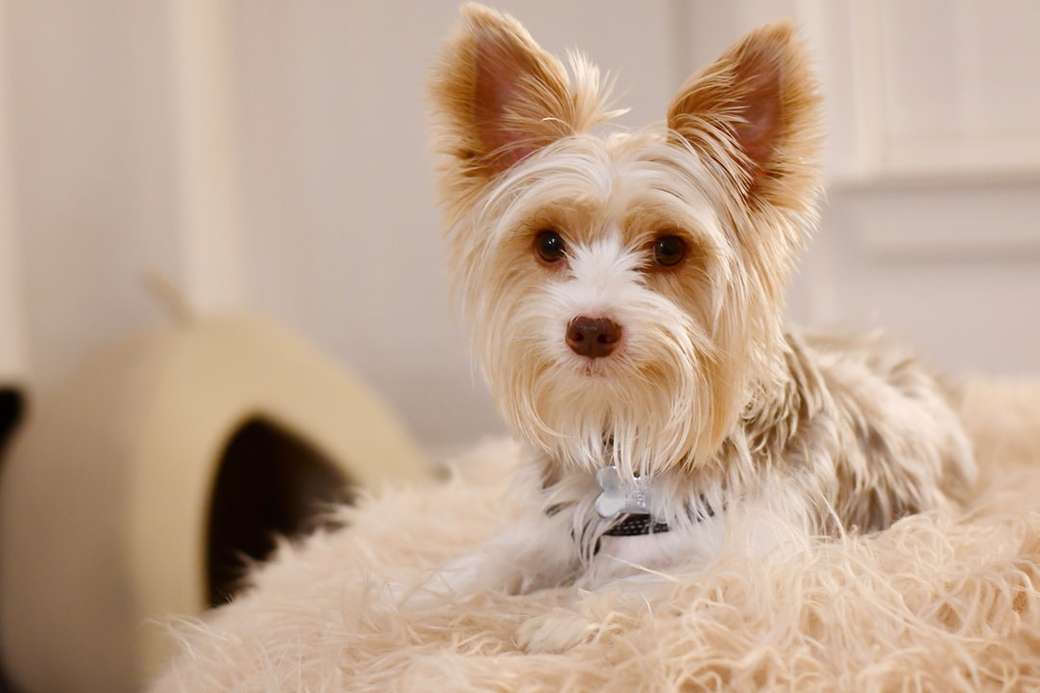 perro pequeño de abrigo largo blanco y marrón rompecabezas en línea
