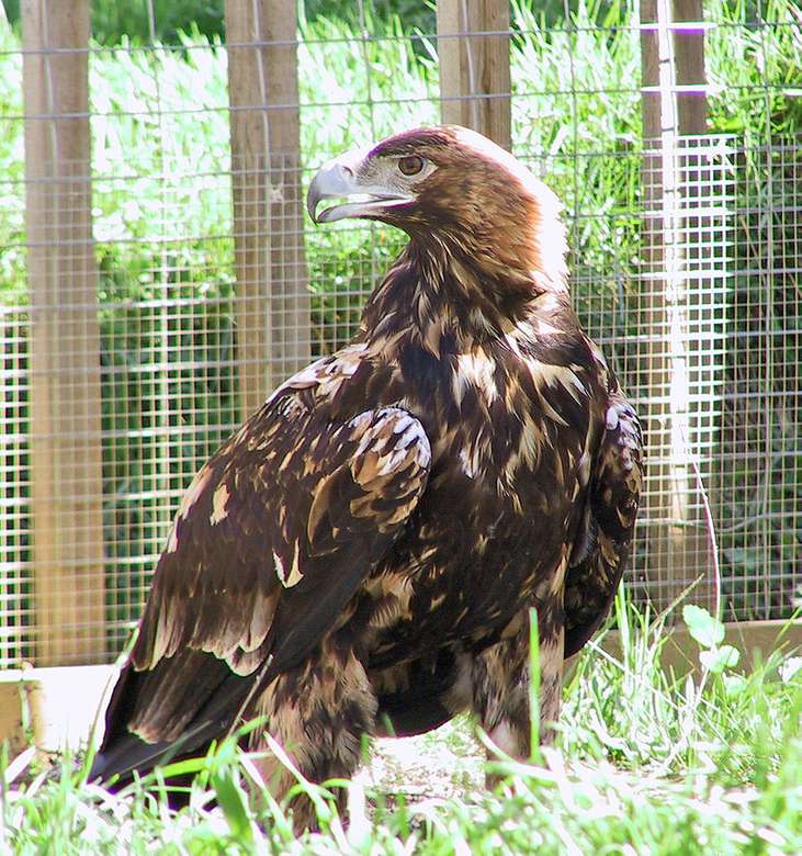Иберийский орел пазл онлайн