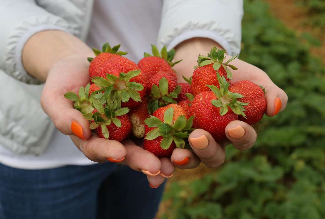 Υγιείς φράουλες παζλ online