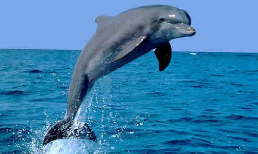 Δελφίνι πάνω από το νερό online παζλ