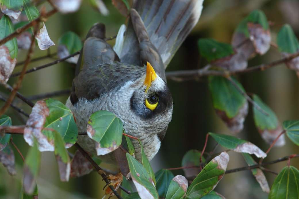 Zahradní pták - hlučný horník online puzzle