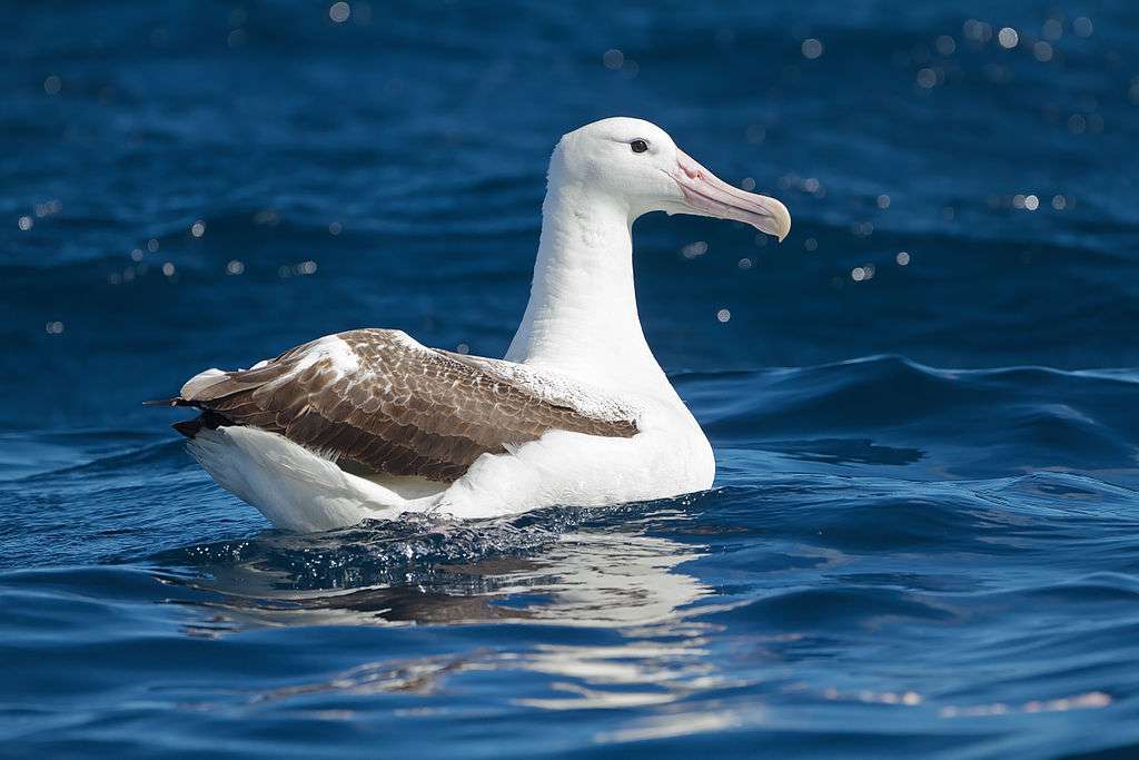 Královský albatros skládačky online