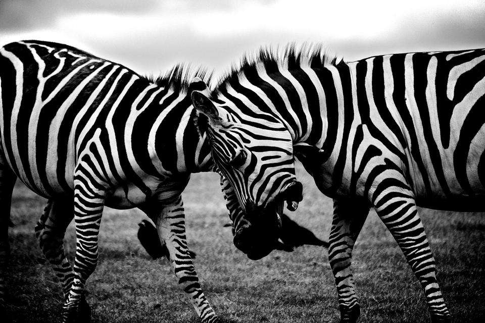 aanhankelijke zebra's online puzzel