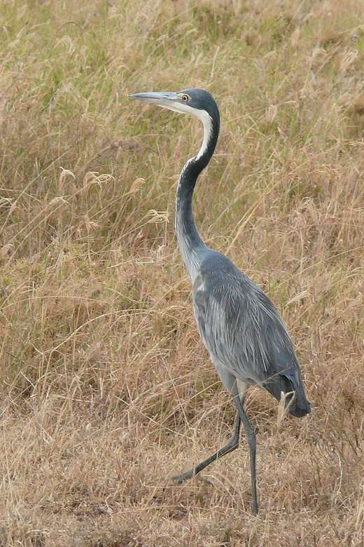 Black-headed heron jigsaw puzzle online