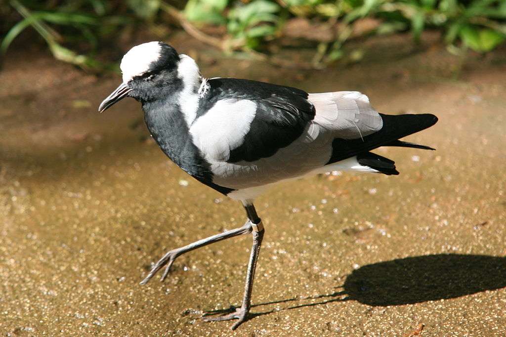 Pied lapwing puzzle online