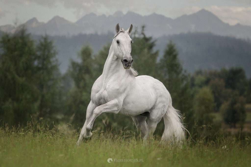 bílý kůň online puzzle
