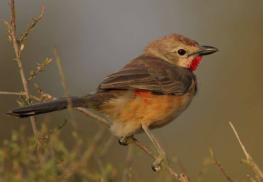 Red-thorned shrike online puzzle