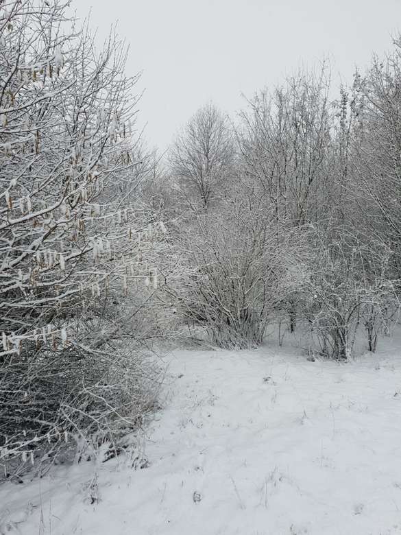Χειμώνας στο δάσος κοντά στην Κολωνία παζλ online
