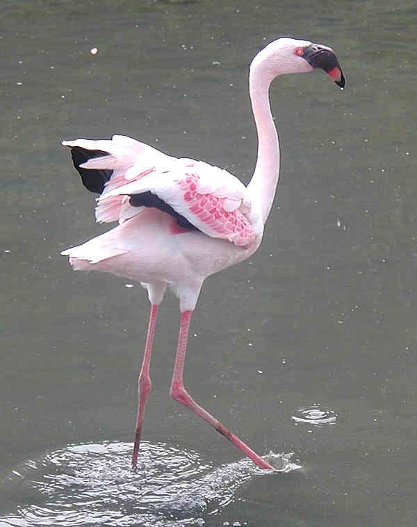 Pequeno flamingo puzzle online