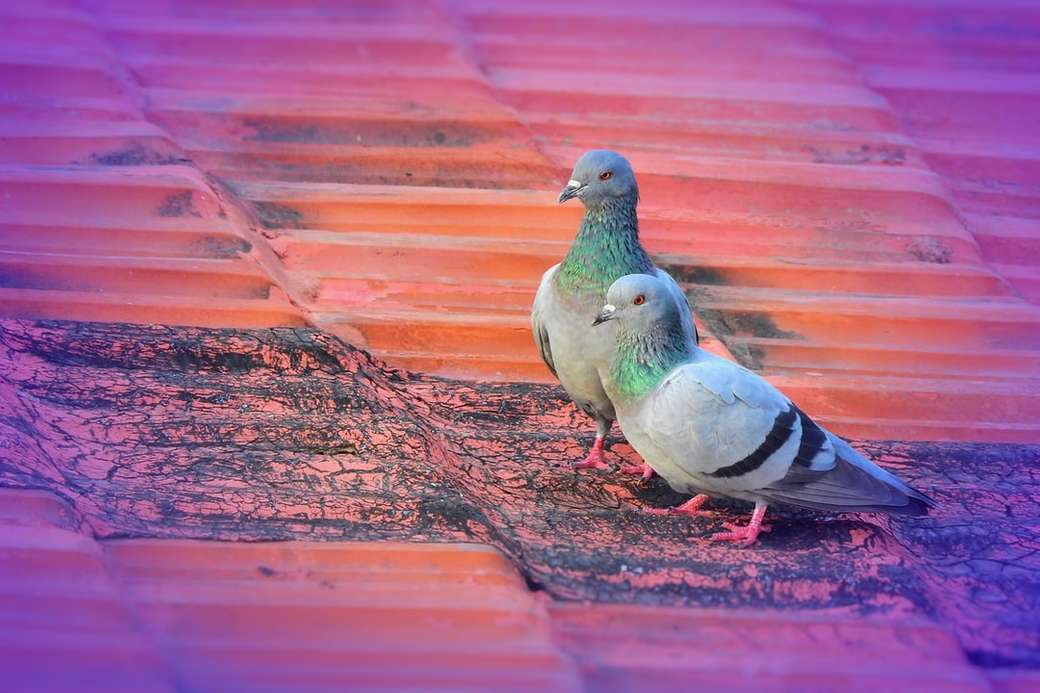 deux pigeons gris sur les toits galvanisés marron puzzle en ligne