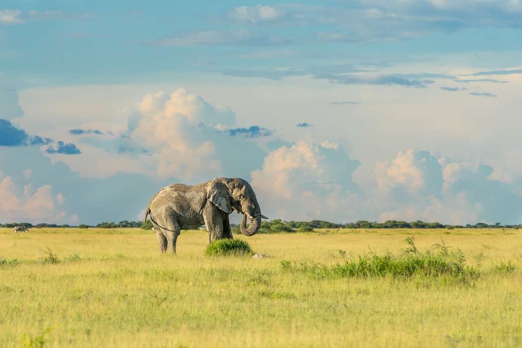 Elefant, Botswana Puzzlespiel online