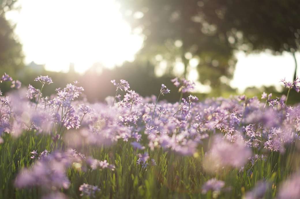 pole fialového květu ve fotografii s nakloněním online puzzle